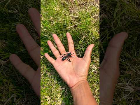 Cool gadgets!🥰✨Smart Appliances, Home Cleaning/Inventions for the kitchen,#Shorts