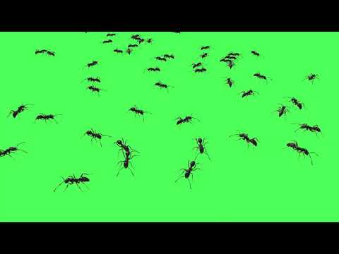 Upload mp3 to YouTube and audio cutter for Green Screen Clips Black Ants 3D Animation download from Youtube