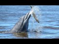 Meet the Man Saving an Entire Species of Dolphin | Reports from the Frontline | BBC Studios