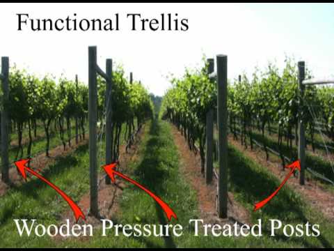 Grape Trellis Systems - YouTube table layout diagrams 