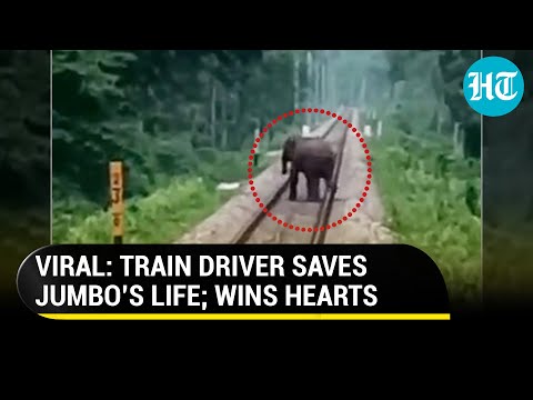 'Super hero loco pilot' slows train; saves elephant's life on tracks; Internet loves it 'Super hero loco pilot' slows train; saves elephant's life on tracks; Internet loves it