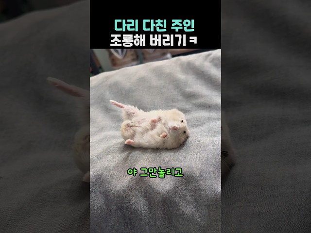 다리 다친 주인 조롱해 버리기ㅋ