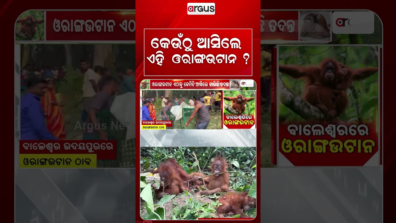କେଉଁଠୁ ଆସିଲେ ଏହି ଓରାଙ୍ଗଉଟାନ ? | Argus Reels | Balasore | Orangutan Rescued | SmugglingRacket