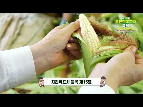 찰지고 맛있는 홍천찰옥수수와 함께하다! I 2025 제29회 홍천찰옥수수축제