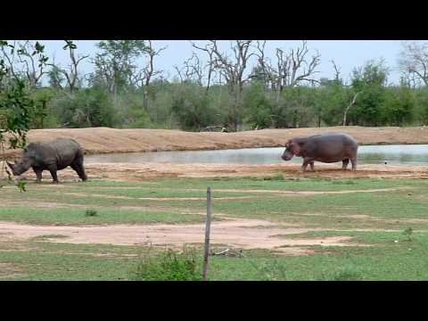 Rhino vs Hippo : videos