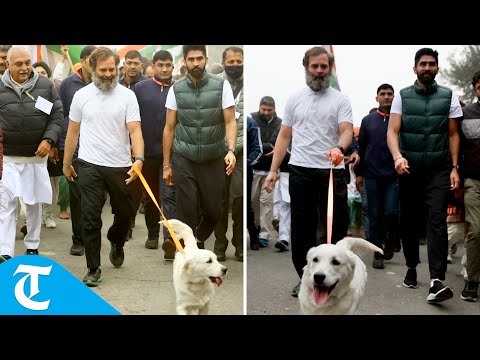 Rahul Gandhi is joined by Priyanka’s pet Luna during Bharat Jodo Yatra