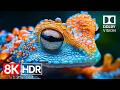 Ultimate OLED Experience  Stunning Dolby Vision in 8K HDR 60fps.2160p60 HDR
