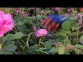 Bulgarias historic rose industry sees early blooms | REUTERS