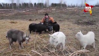 Коммунары XXI века бегут из офисов в колхозы