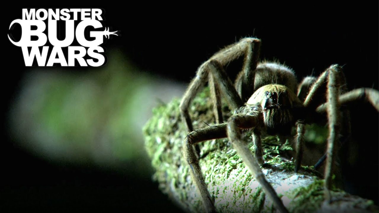Jungle Royale | Monster Bug Wars