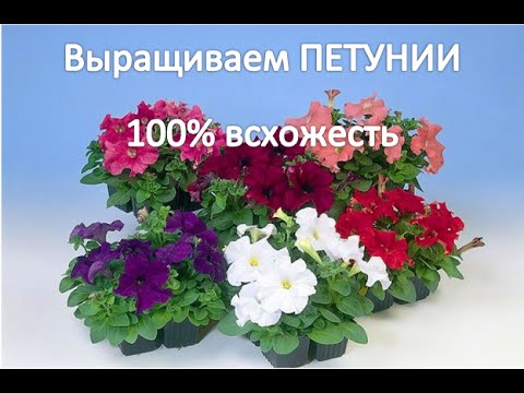 Сад-Огород в Сибири