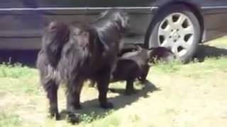 兩隻黑貓打架，大黑狗出面勸架