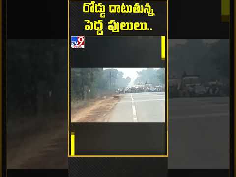 Tiger, its cub crosses road as motorists give way, video goes viral