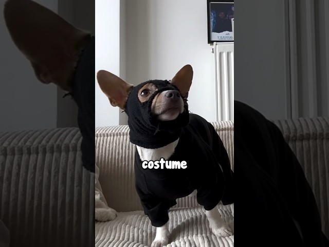 This Dog Turned Into a Ninja 🥹❤️ (@olietmonday)