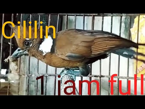 Masteran cililin jernih poll...