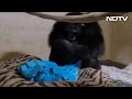 Mother chimpanzee gets emotional after reunion with her newborn baby