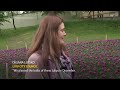 Netherlands gifts the Ukrainian city of Lviv 100,000 tulips  - 01:01 min - News - Video
