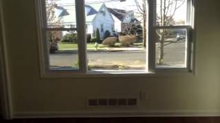 131 Ruxton st, uniondale NY 11553