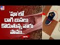 Watch:  A cobra hides inside a shoe