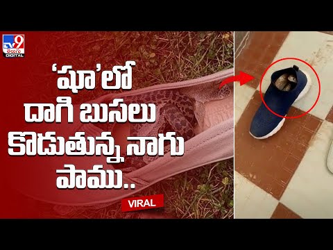 Watch:  A cobra hides inside a shoe