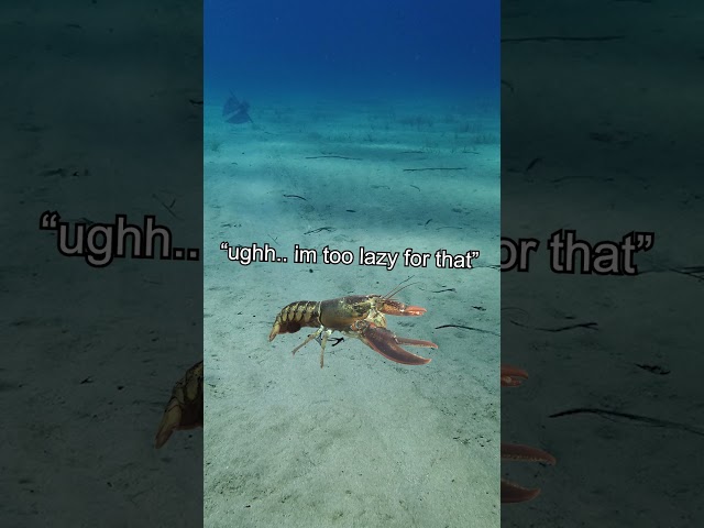 lobsters are actually IMMORTAL??