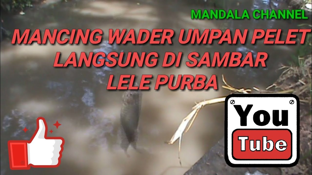 MANCING DI KALI TARGET WADER, DISAMBAR LELE PURBA ..