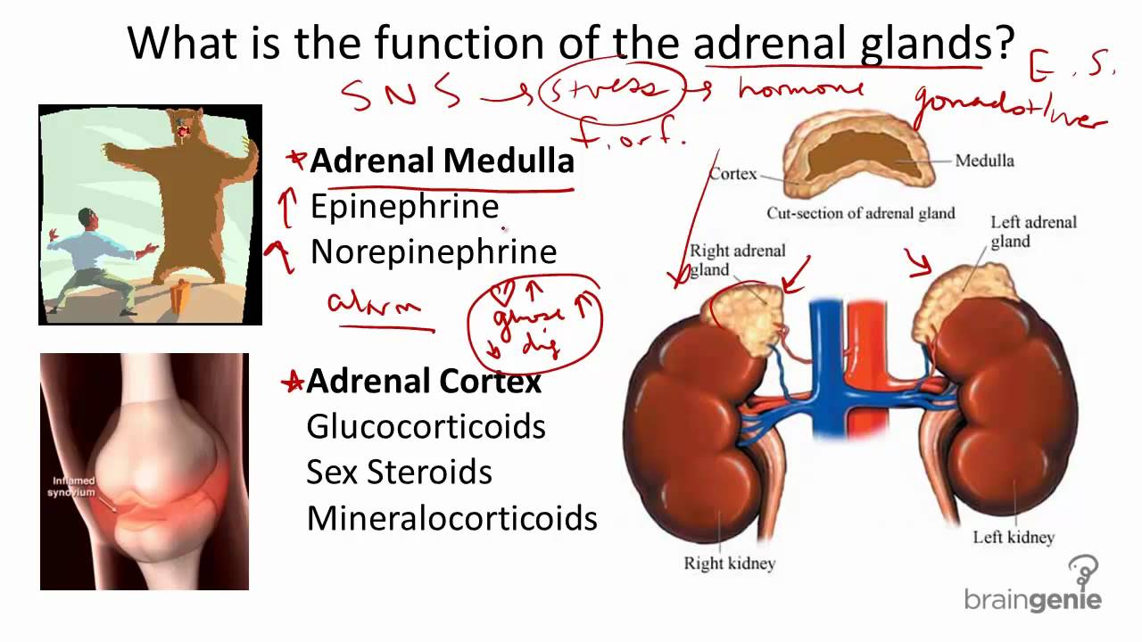 Adrenal A Function Of The Adrenal Glands Is To