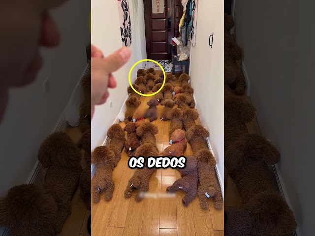 Esse cachorrinho levado surpreende seu dono 😊