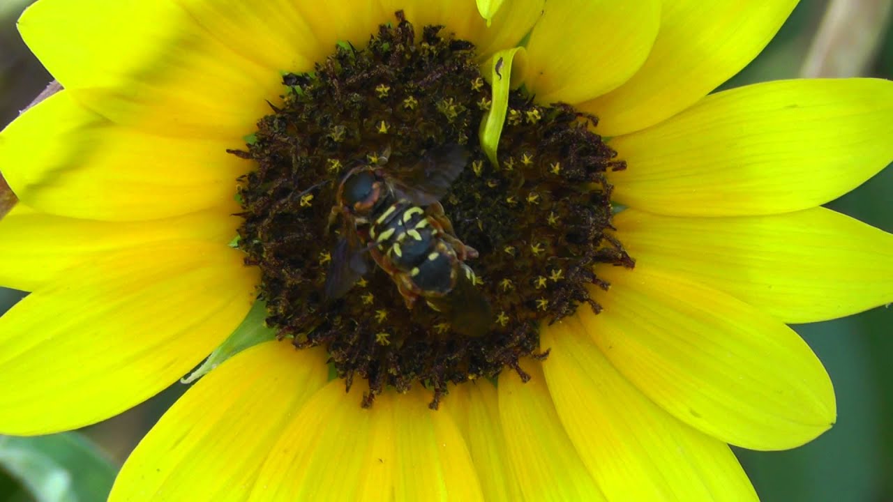 Bee Sex On A Sunflower 1080p Youtube