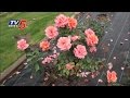 Rose garden in Sanjeevaiah Park invites nature lovers