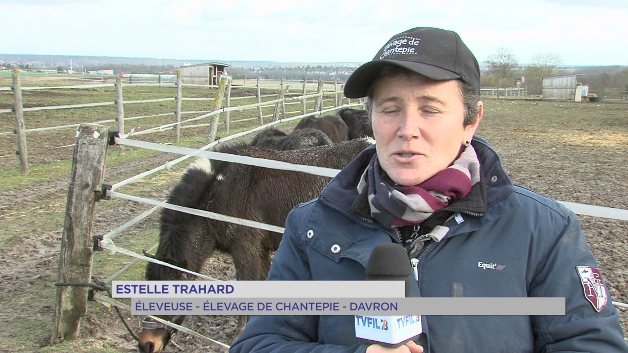 Davron : L’élevage de chevaux d’Estelle Trahard en danger