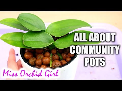Orchid Community Pots - Pros and Cons of potting multiple Orchids together