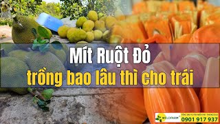 Mít Ruột Đỏ trồng bao lâu thì cho trái