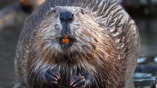 Leave It To Beavers | [HD]National Geographic[Full Documentary]