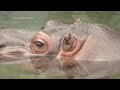 Male hippo at Japan zoo turns out to be female  - 01:01 min - News - Video