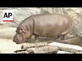 Male hippo at Japan zoo turns out to be female