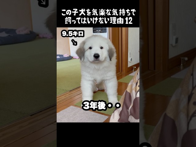 予想以上の成長をした子犬12 #greatpyrenees #癒し #大型犬のいる生活 #大型犬 #グレートピレニーズ #愛犬 #犬のいる生活 #可愛い #ペット #大型犬と暮らす