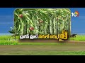 Dragon Fruit Cultivation | డ్రాగన్ ఫ్రూట్ సాగులో ఆర్మూర్ రైతు | Matti Manishi | 10TV News  - 04:46 min - News - Video