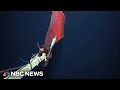 Watch: Squid captured by underwater camera that it mistook for food