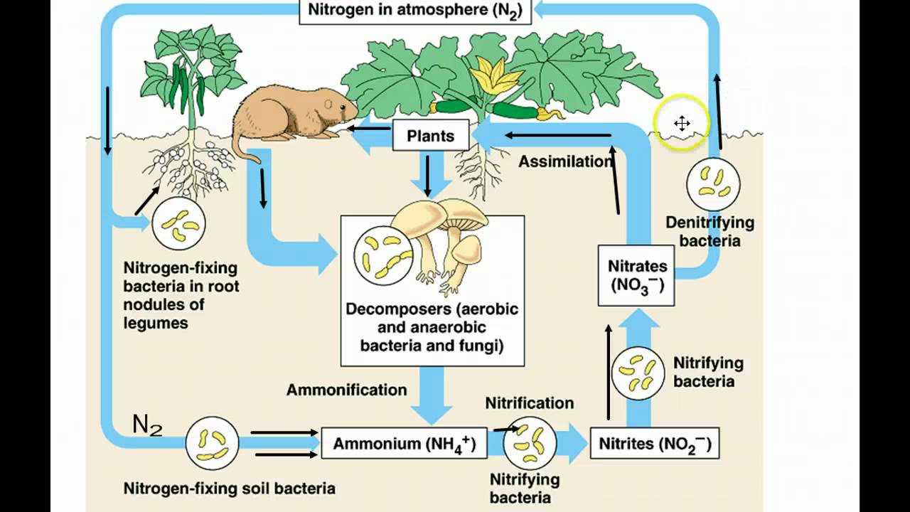 what-is-the-role-of-the-nutrient-cycle-in-an-ecosystem-en-general