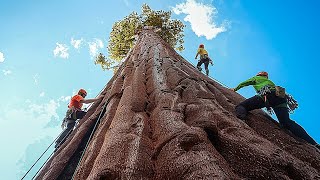 😮💚 Где можно встретить самую гиганстскую секвойю в мире?