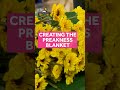Making of the Preakness blanket(WBAL) - 00:44 min - News - Video
