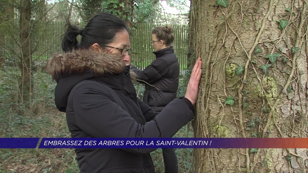 Yvelines | Embrassez des arbres pour la Saint-Valentin !