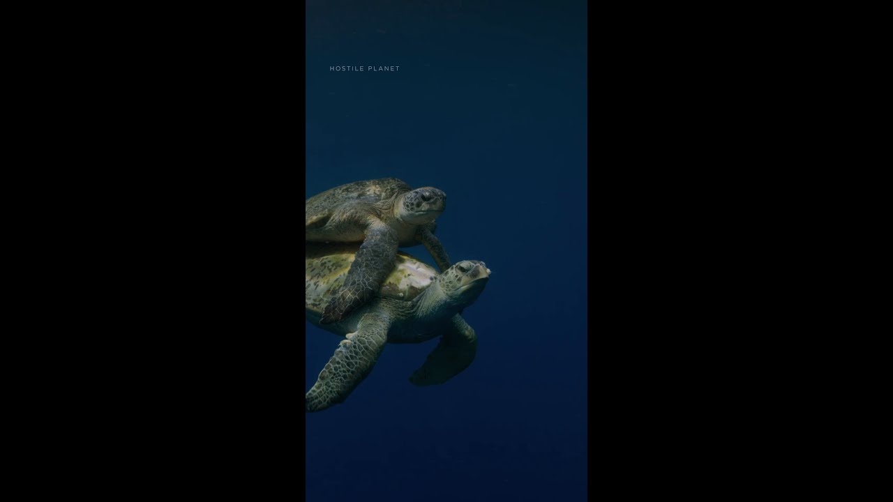 This female green turtle races to the surface, using all her strength to fend off pursuers.
