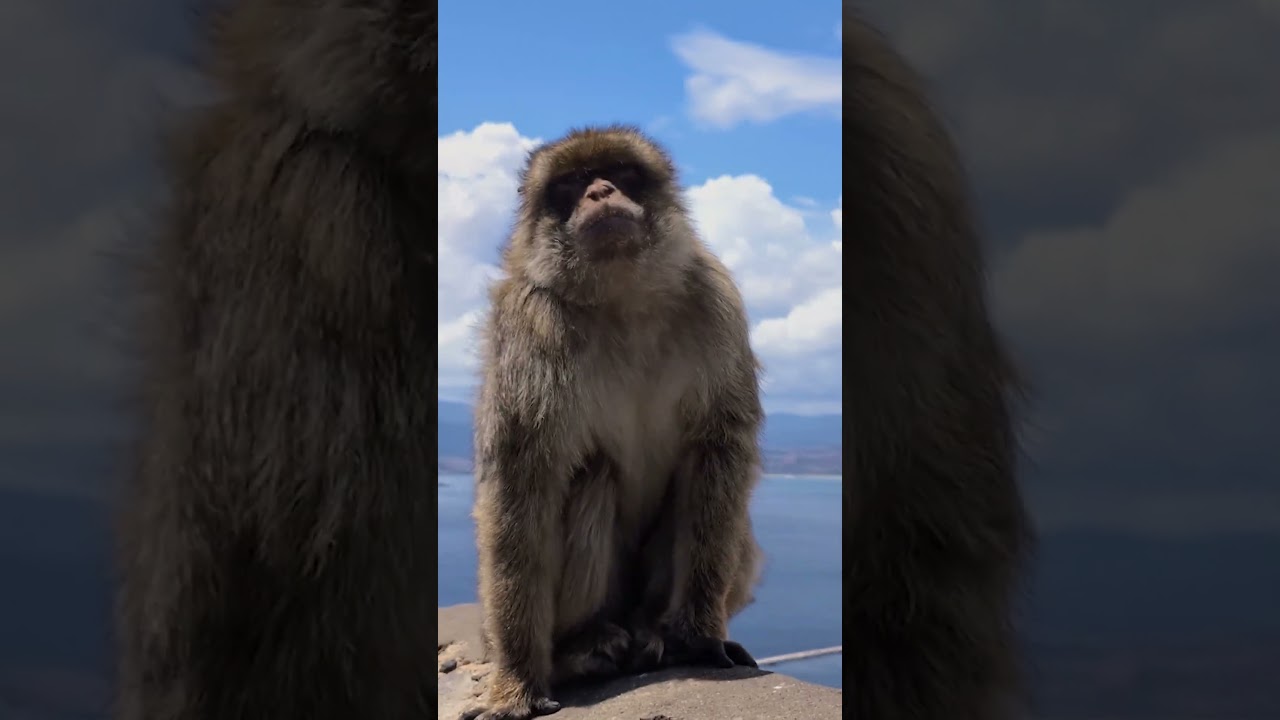 Why Europe is Obsessed with This Monkey #Animals #Primates #Monkey #Shorts