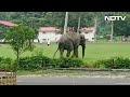 Viral Video: Elephant joins Football game in Army camp, kicks for a bit, and then leaves