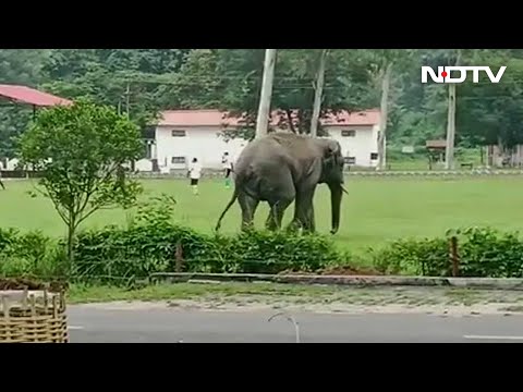 Viral Video: Elephant joins Football game in Army camp, kicks for a bit, and then leaves Viral Video: Elephant joins Football game in Army camp, kicks for a bit, and then leaves