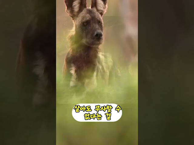 하이에나 10마리가 사자를 급습한 이유
