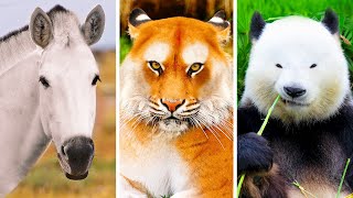 Сможете ли вы узнать этих животных без их знаменитых узоров?