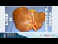 MTP02 - Laparoscopic Liver Surgery